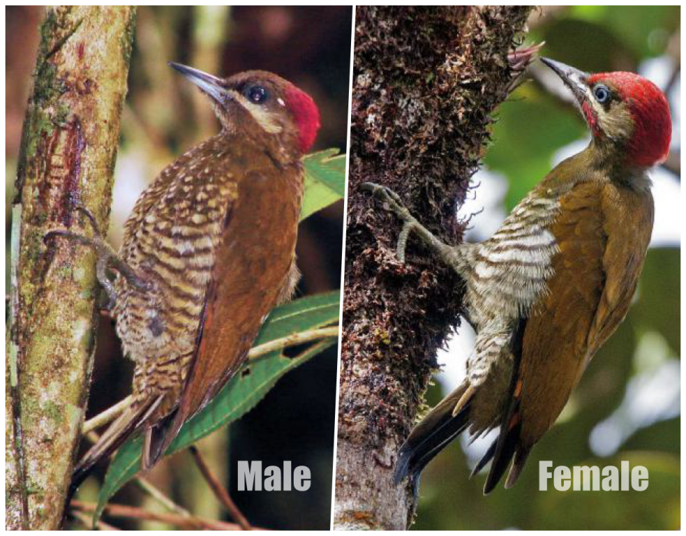 Both sexes are different: the male has a red crown from forehead to nape, mottled grey, and long, broad red malar; the female has red only on the nape, with a dark grey crown and malar.