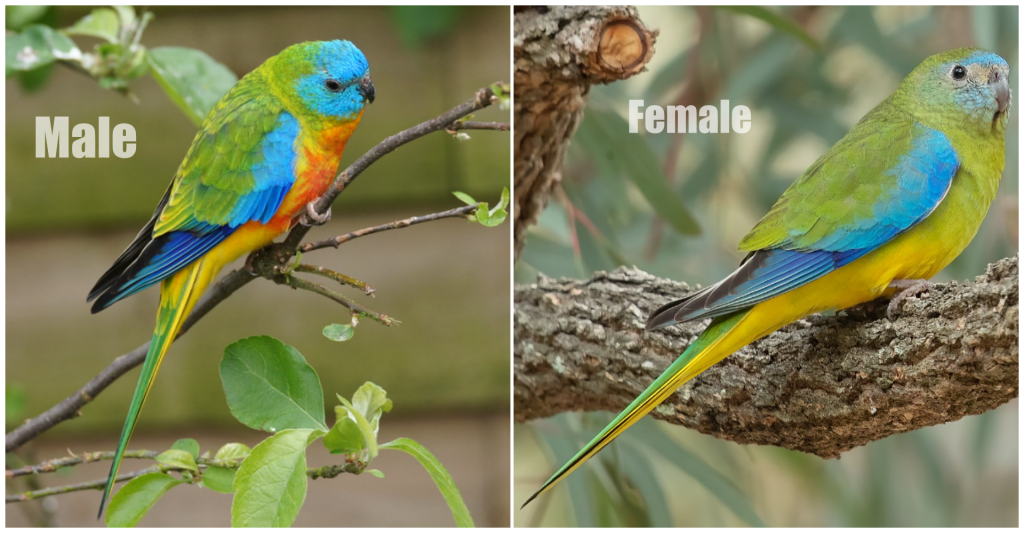 Turquoise Parrot Male and Female bird