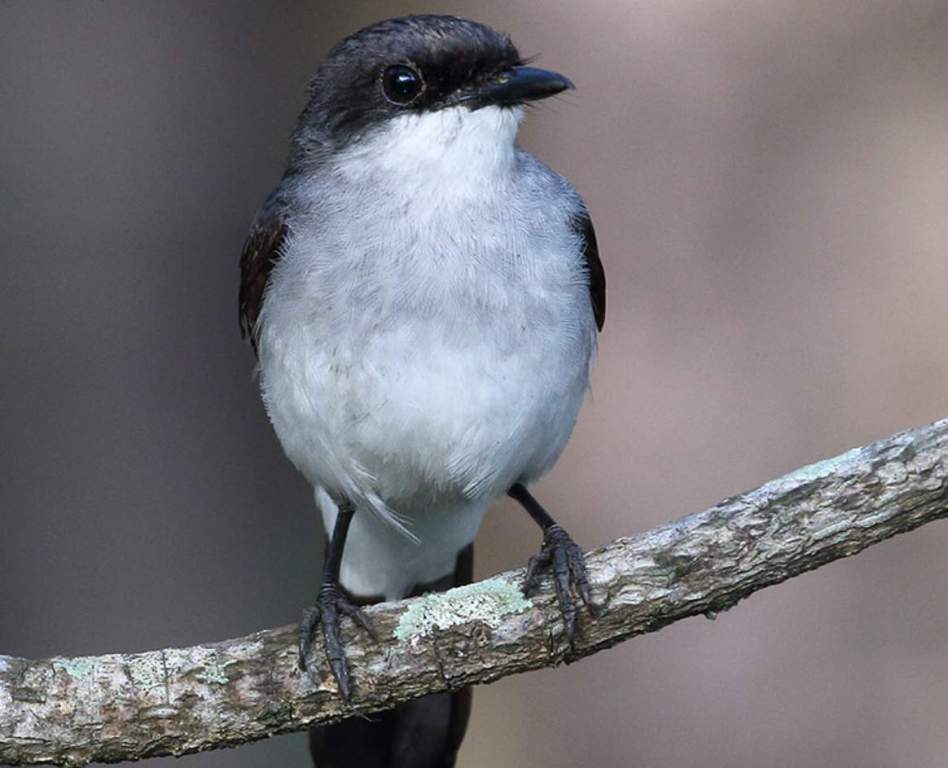 This bird is also known as Ashy Robin, Mangrove Shrike-robin, and White-tailed Robin.