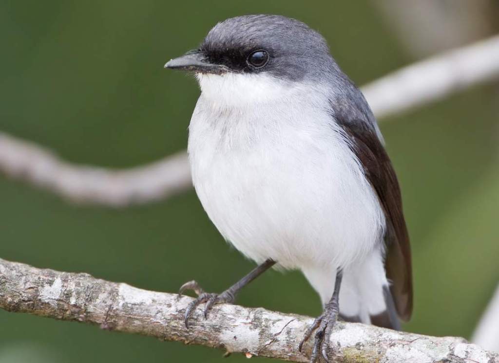 Mangrove Robin (Peneothello pulverulenta) lives primarily in mangroves along the coast and estuaries of northern Australia, where it prefers the denser, lower, mallee-like trees of Avicennia and Ceriops rather than the taller trees of Rhizophora and Brugiera.