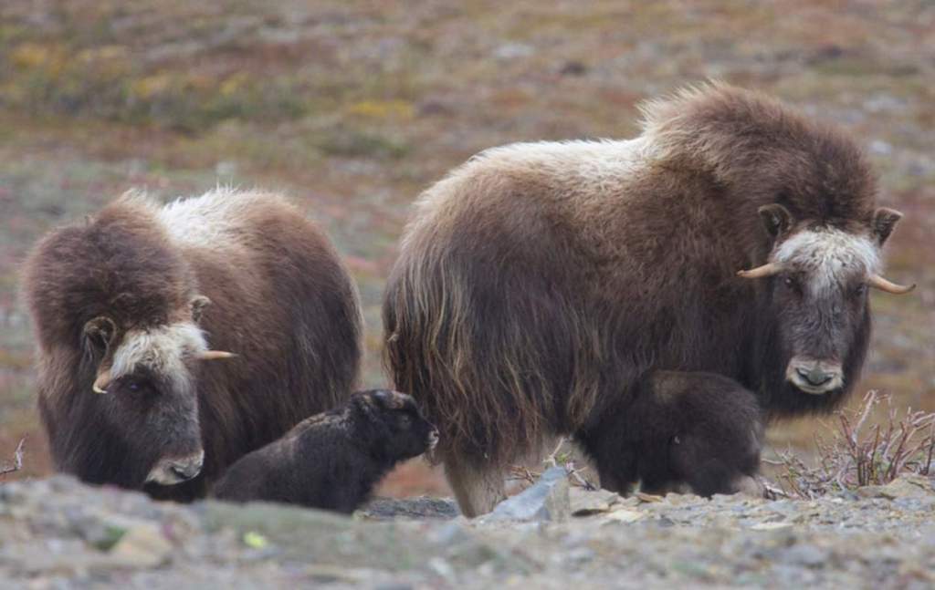 Musk Ox length is about 6 feet and the height at the shoulder, is 3 feet 6 inches.