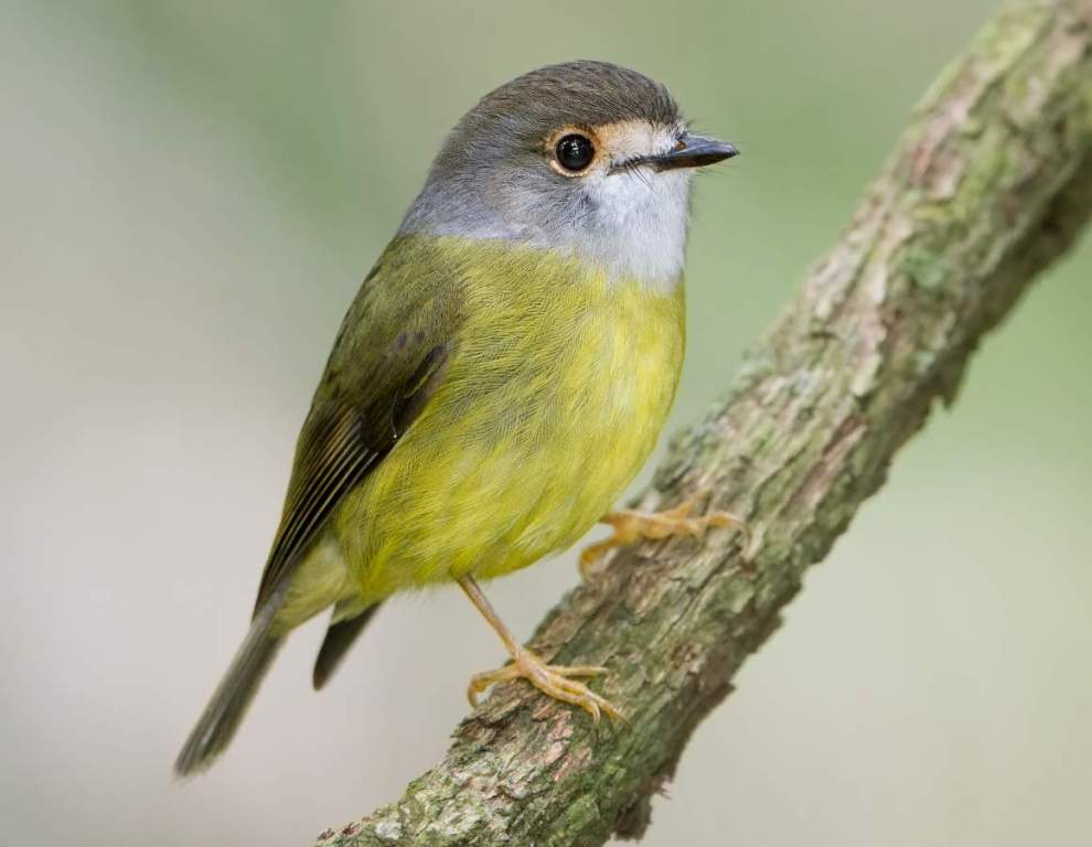 The bird is endemic to Australia. Two tracts of the Pale-yellow Robin are found in subtropical and upland rainforests