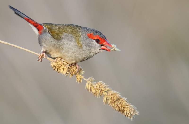 The Red-browed Finch (Neochmia temporalis) or Waxbill is Australia's most familiar finch.