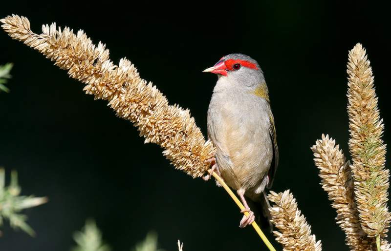 The Red-browed Finch feeds mainly on ripe and half-ripe seeds of grasses and herbs, with fruit and insects supplemented when they breed.
