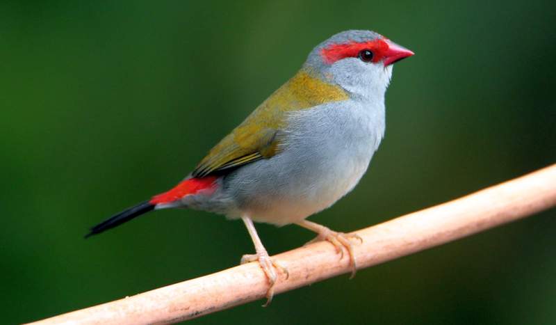 It is also known as Red-browed Firetail, Waxbill, Red-brow, and Temporal Finch.