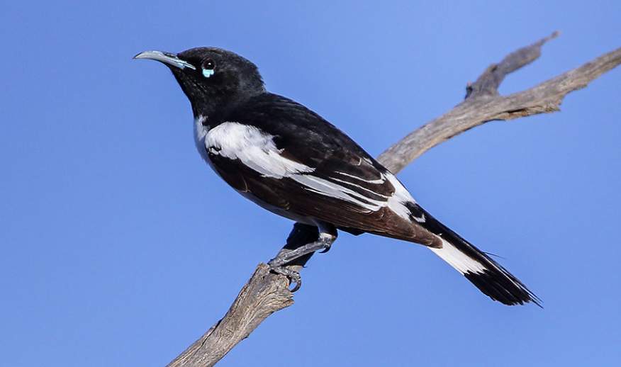 The pied Honeyeater (Certhionyx variegatus) is a nomadic black honeyeater depending also on nectar from eremophila bushes.