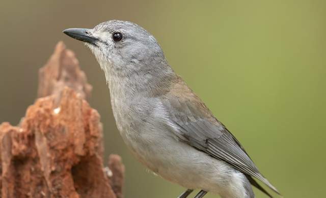 It is also known as Grey Thrush, Western Shrike-thrush, Brown Shrike-thrush, Buff-bellied Shrike-thrush, Harmonious Shrike-thrush, Whistling Shrike-thrush, and Whistling Dick.