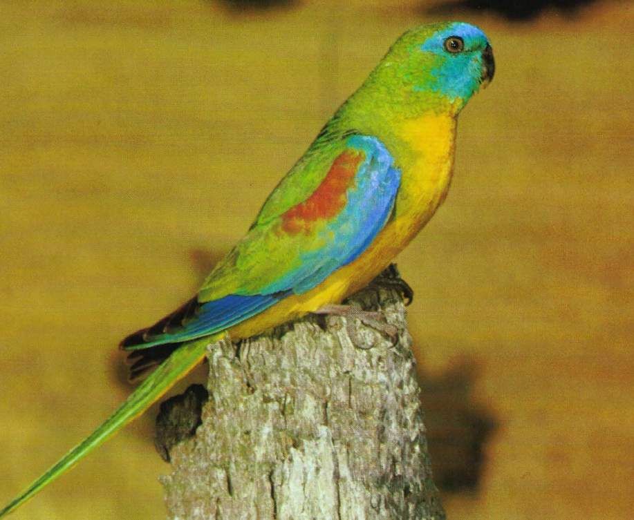 The turquoise parrot usually lives in pairs or small groups, but flocks of up to 30 can occasionally be seen.