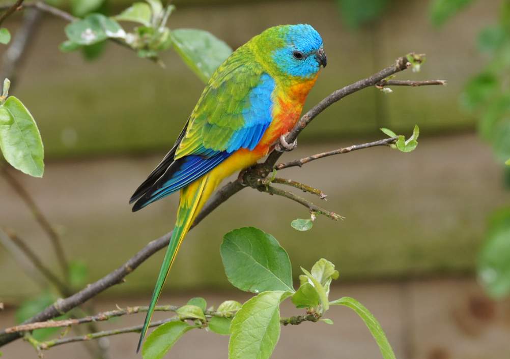 Turquoise Parrot (Neophema pulchella) was once widespread as it is today but now occurs only in scattered areas.