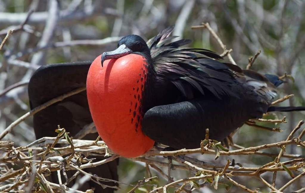 Great frigatebird (Fregata minor) neither walks nor swims, except accidentally, because it was adapted to live in the air.