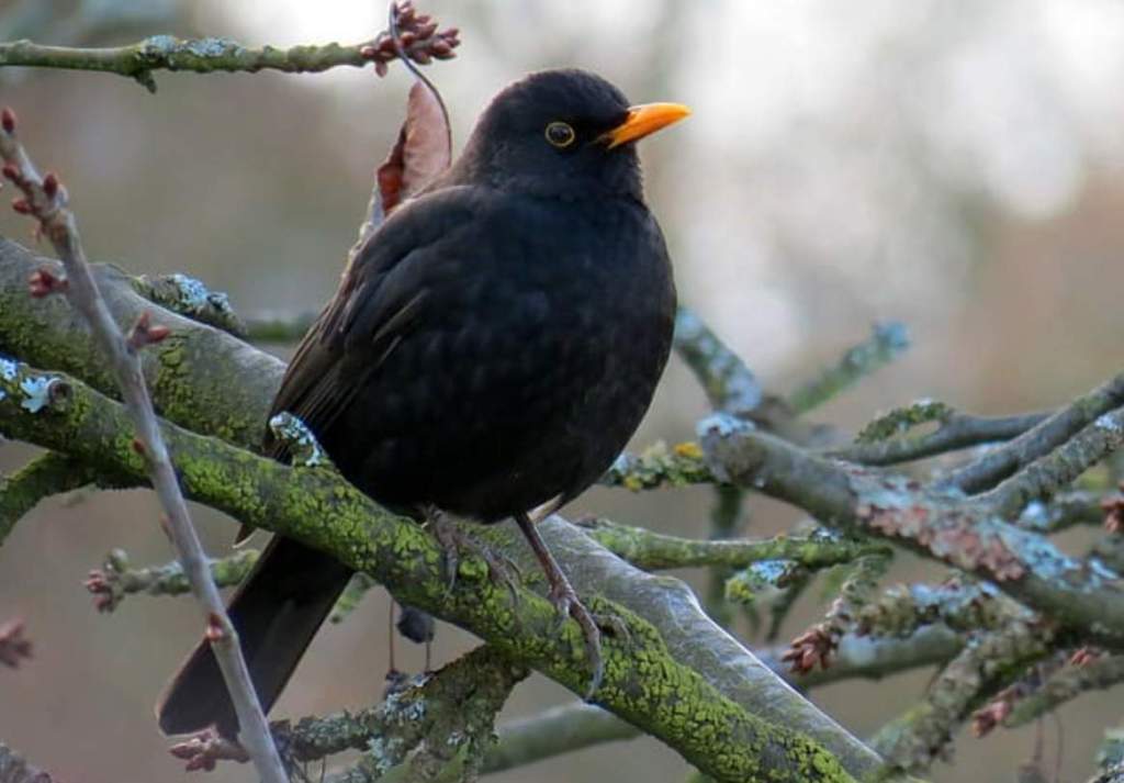 There is nothing more serene than the singing of a blackbird (Turdus merula) when it breeds.