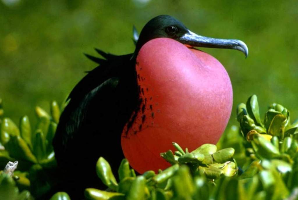 It is also known as the Greater frigatebird, the Man-of-War Bird, and Sea Hawk.