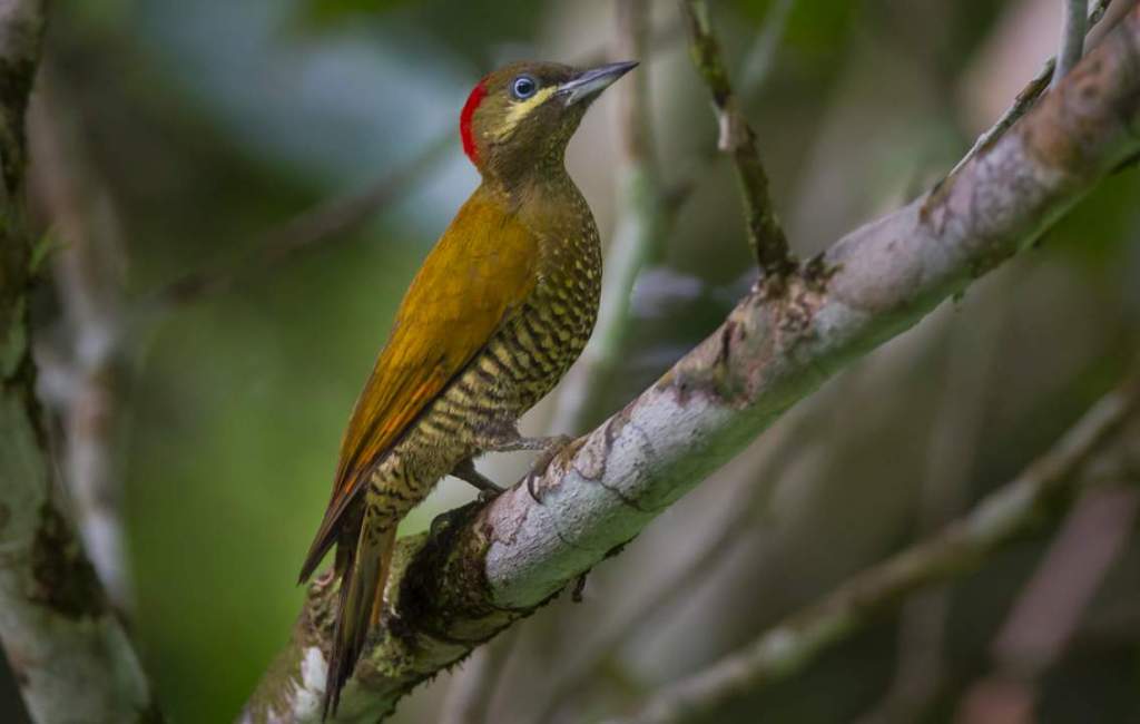 The Stripe-cheeked Woodpecker (Piculus callopterus) belongs to the Picidae family.