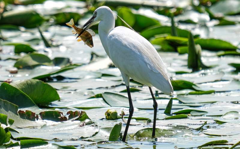 Little Egrets have difficulty handling fish longer than 10 centimeters and often lose them.