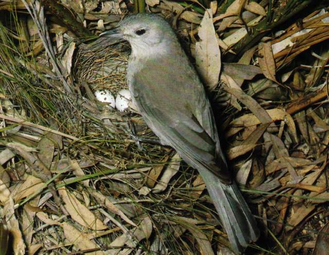 The Grey Shrike-thrush (Colluricincla harmonica) is a well-named harmonica in the world. It belongs to the family Pachycephalidae.