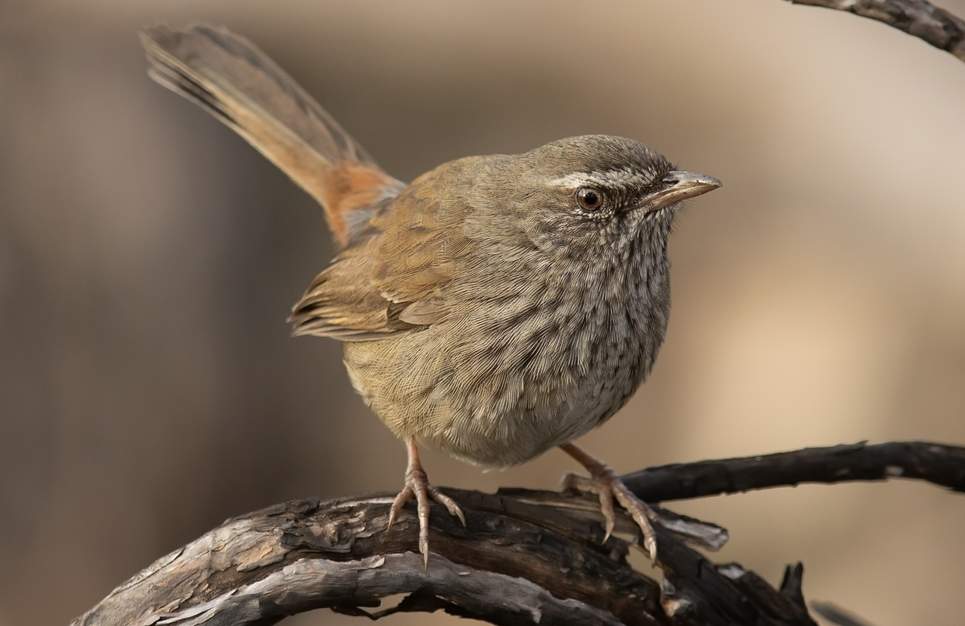 Chestnut-rumped Hylacola is found on the Southeastern mainland, from the granite belt, Queensland to southeastern South Australia, Kangaroo Island, and Mt Lofty-Flinders Ranges, SA