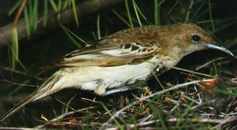 The upper parts of female birds are mid-brown and faintly mottled darker; the wing coverts are off-white; the brow is paler;