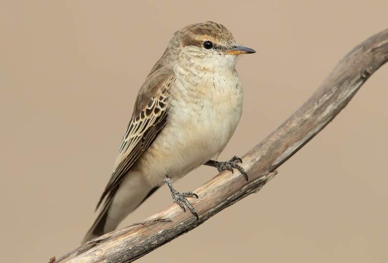 White-winged Triller