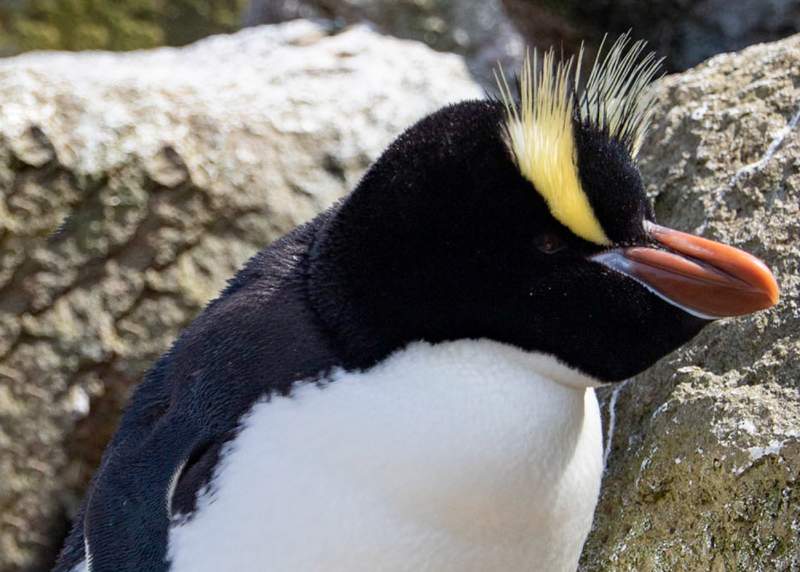 It is also known as the Big-crested Penguin and the Macaroni Penguin. It belongs to the family Spheniscidae.