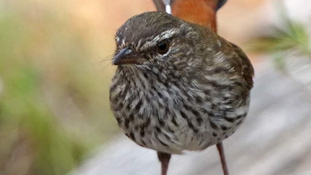 This bird is also known as Heath Wren, Chestnut-rumped Heath Wren, and Chestnut-rumped Ground Wren.