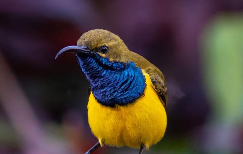 Yellow-bellied Sunbirds are found in rainforest edges, mangroves, and suburban gardens in coastal Queensland from Cape Kirk to about Gladstone.