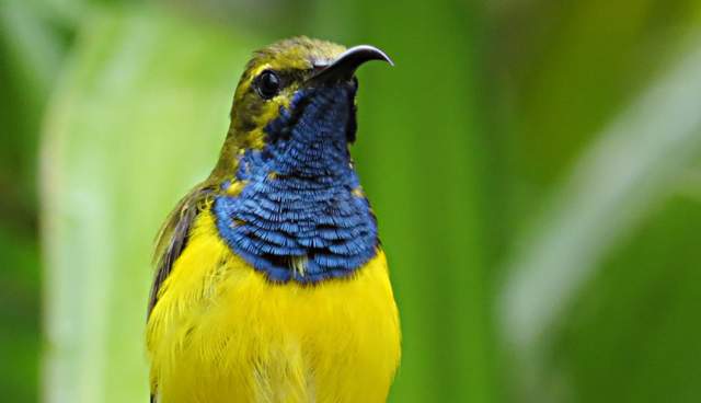 It is also known as the Olive-backed Sunbird and Yellow-breasted Sunbird.