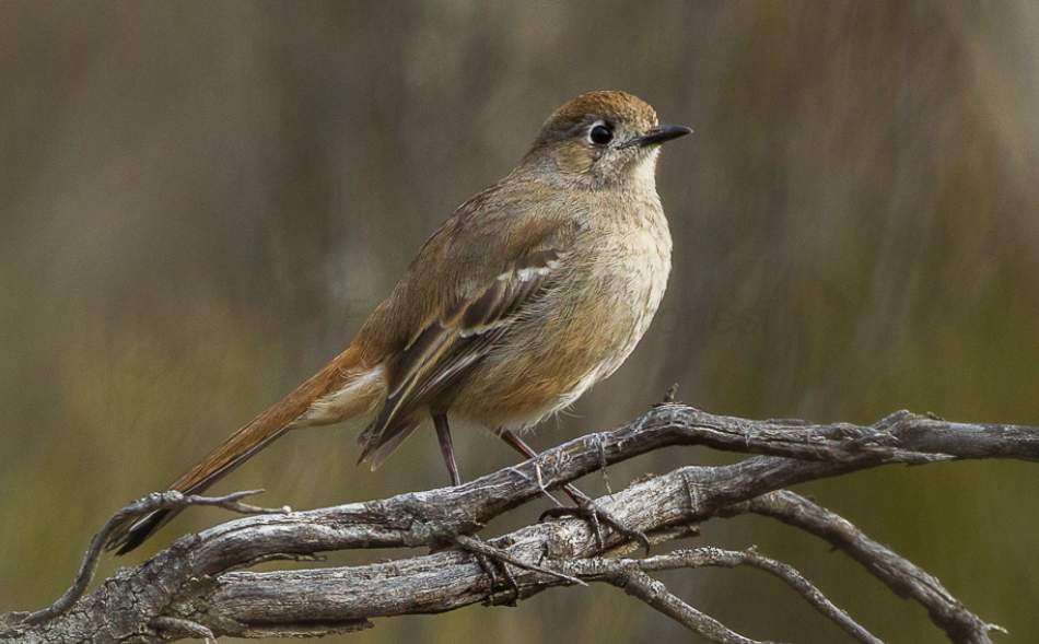 A ground bird of heathier Mallee, the Southern Scrub-robin (Drymodes brunneopygia) is thrush-like in form and behavior.