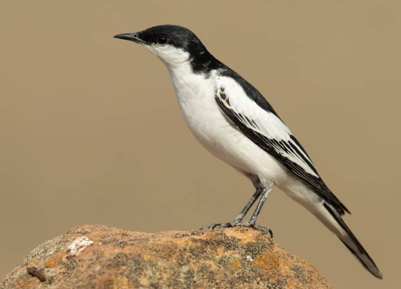 In Australia, the White-winged Triller is one of the most conspicuously migratory songbirds. This species is also known as the White-shouldered Caterpillar Eater.