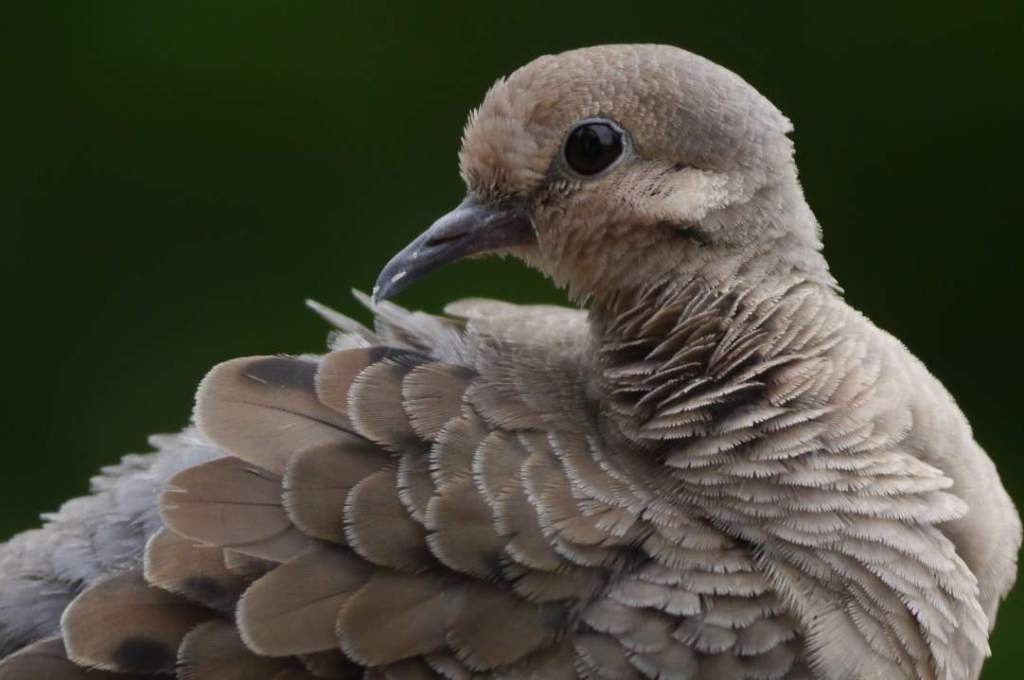 The mourning dove (Zenaida macroura) is a member of the dove family (Columbidae).