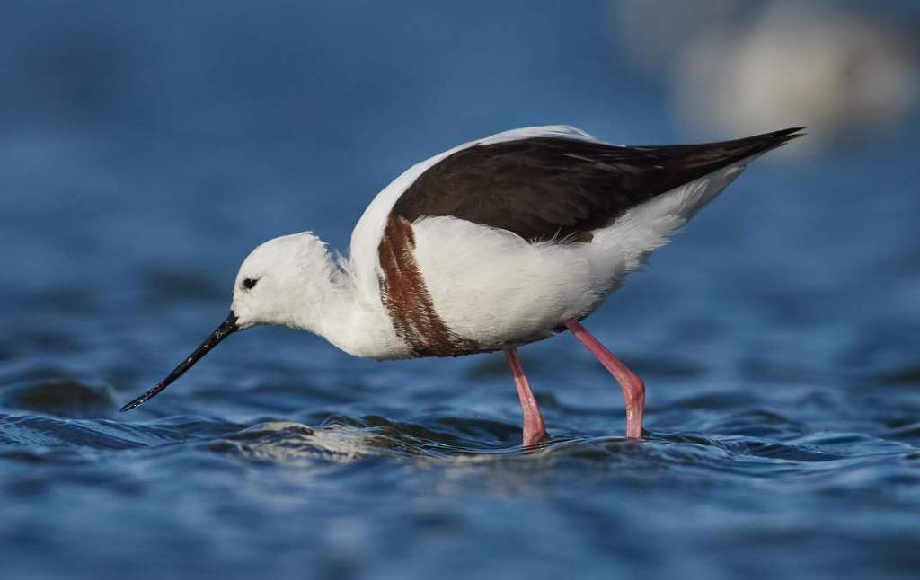 A banded stilt (Cladorhynchus leucocephalus) belongs to the family of recurvirostridae, which consists of stilts and avocets.