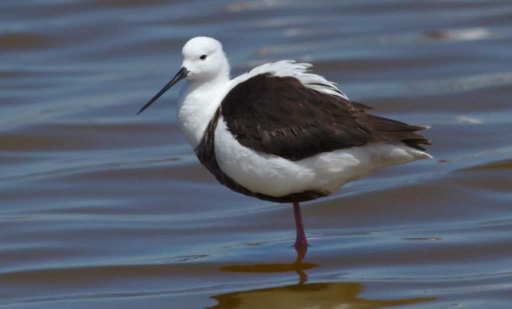 It is also known as Bishop Snipe and Rottnest Snipe.