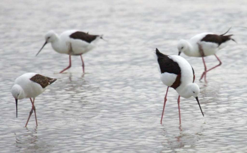 The Banded Stilt is an enigmatic bird seen in dense flocks of thousands in saline swamps and inlets along the South Australian gulfs and in southwestern Australia.