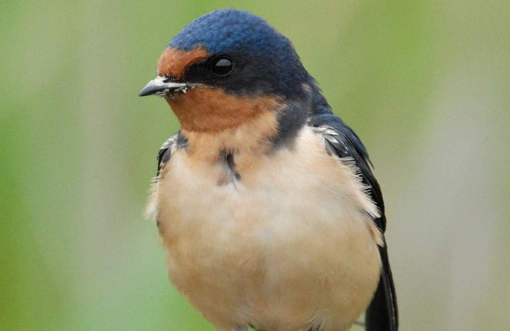 One of the most well-known breeding migrants in the Northern Hemisphere is the Barn Swallow (Hirundo rustica).