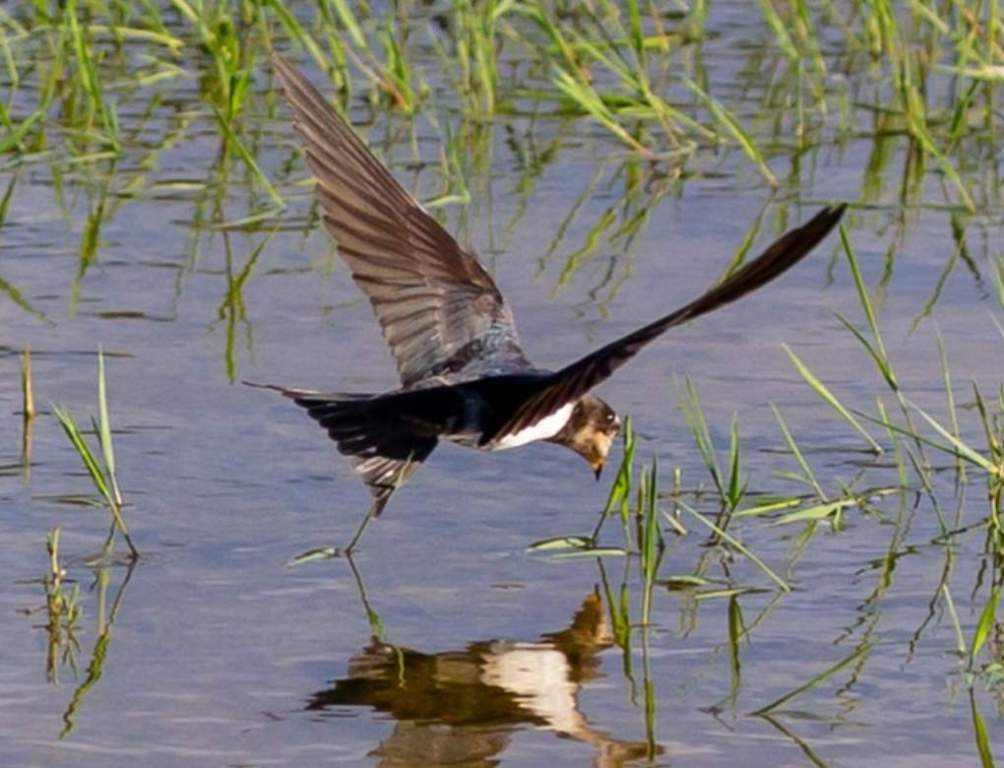 Barn Swallow call is high-pitched, often repeated tswit or tswee; rapid twittering sounds when excited.