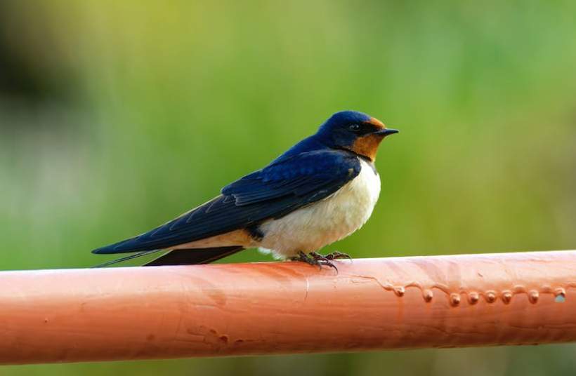 This little bird is also known as the Chimney Swallow or European Swallow.