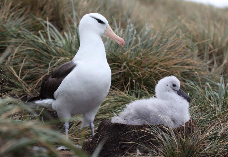 Black-browed Albatross (Thalassarche melanophris) belongs to the Diomedeidae family of albatrosses, which also includes shearwaters, fulmars, storm petrels, and diving petrels.