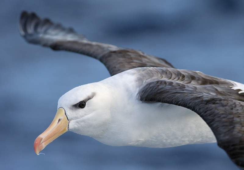 Black-browed Albatross calls are guttural gruntings and cackling calls when squabbling/or feeding. Whistling braying notes when displayed.