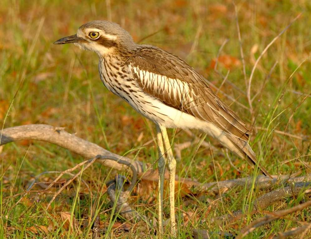 In Australia and offshore islands, it is found mostly in open wooded rangelands, along forest edges, and along watercourses, avoiding deserts and heavy forest.