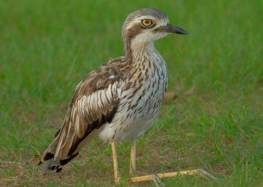 It is also known as Bush Stone-curlew, Southern Sterne-curlew, and Weeloo Willaroo.