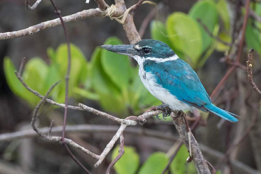 The Collared Kingfisher (Todiramphus chloris) is found mostly within coastal mangroves and big tidal creeks, where it lives singly or in loose pairs in territorial areas of several hundred meters or more along the coast.