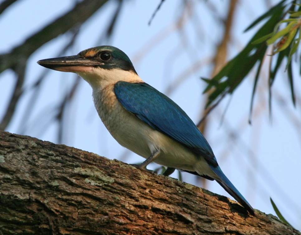 This is also known as the Mangrove Kingfisher, Sordid Kingfisher, and White-collared Kingfisher.