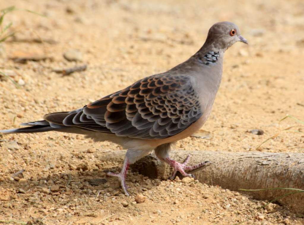 More than 600 wild species of pigeons and doves are known throughout the world. They are most numerous in the Eastern Hemisphere.