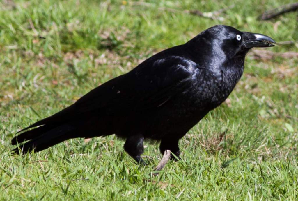 The Forest Raven (Corvus tasmanicus) is the only Corvidae member in Tasmania.