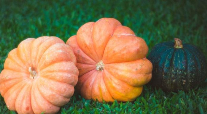 Growing the Perfect Pumpkin – Varieties, Pest Control and Climatic Requirement Pumpkin fall into two groups: one (Cucurbita pepo), includes the common summer and autumn pumpkins and the bush pumpkins, and the other (Cucurbita moschata), embraces the winter crookneck or crushaw pumpkins.