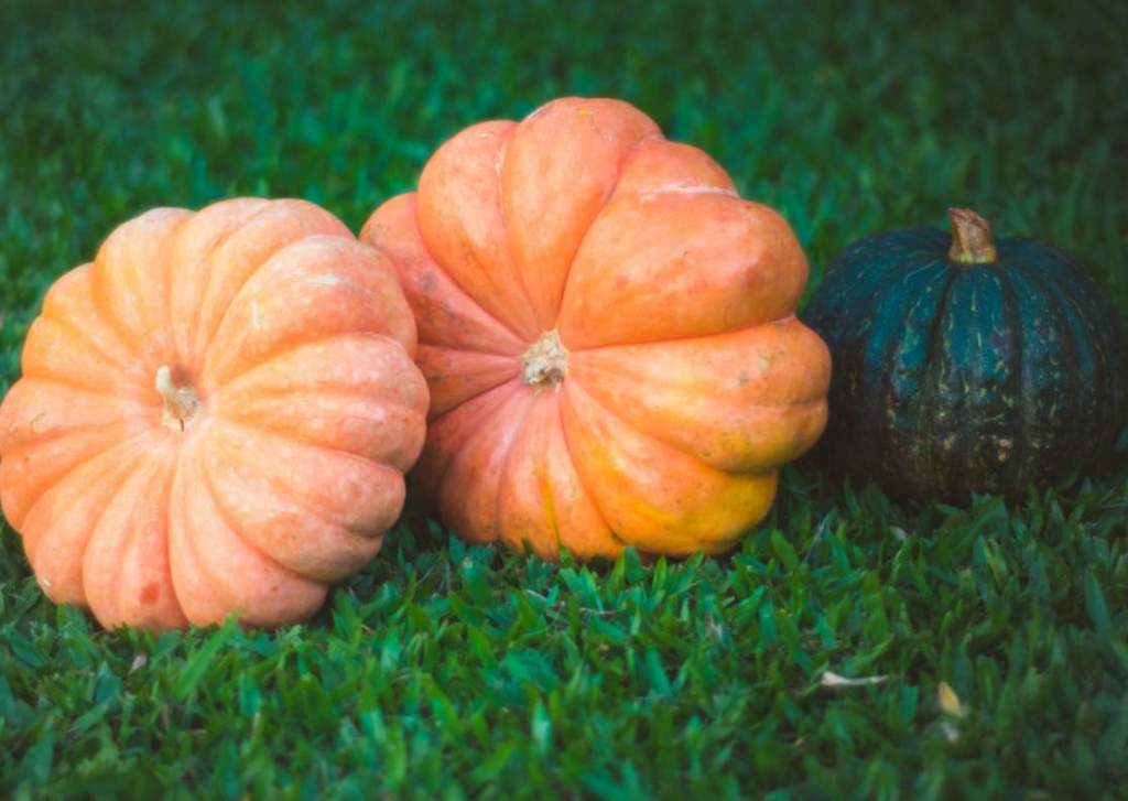 Pumpkin fall into two groups: one (Cucurbita pepo), includes the common summer and autumn pumpkins and the bush pumpkins, and the other (Cucurbita moschata), embraces the winter crookneck or crushaw pumpkins.
