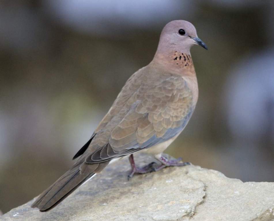 The Laughing Turtle-Dove (Spilopelia senegalensis) is a small and slim pigeon belonging to the family Columbidae, in the genus Spilopelia.