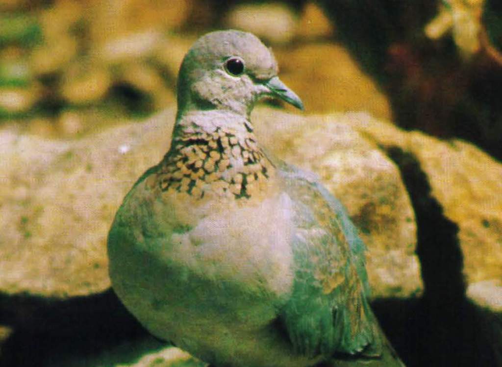 The two turtle doves closely resemble each other in many ways, including diet, general behavior, and flight.