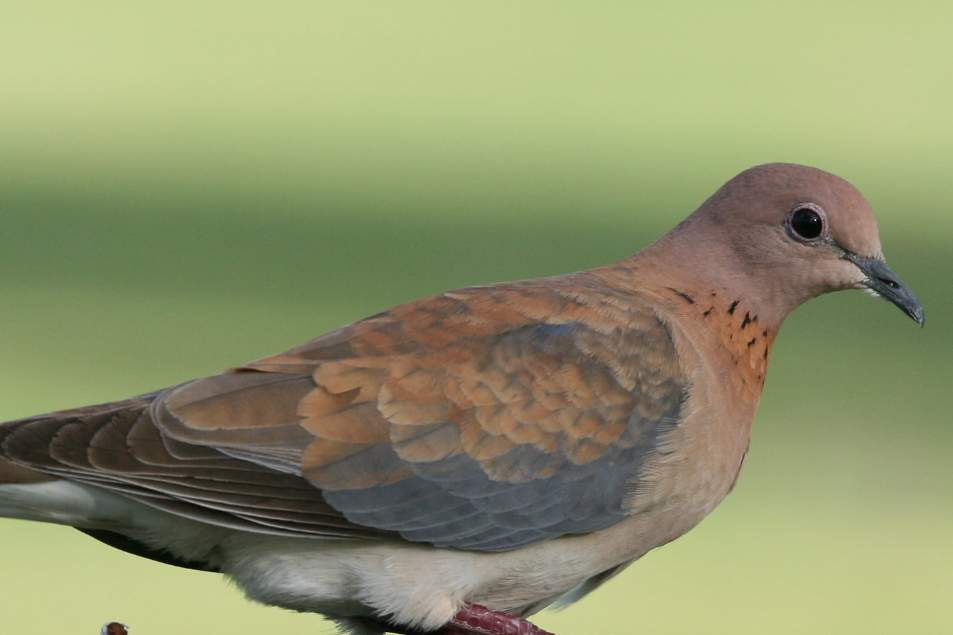 This bird is also known as the Senegal Dove, little brown dove, Turtle-Dove, and Laughing Dove.