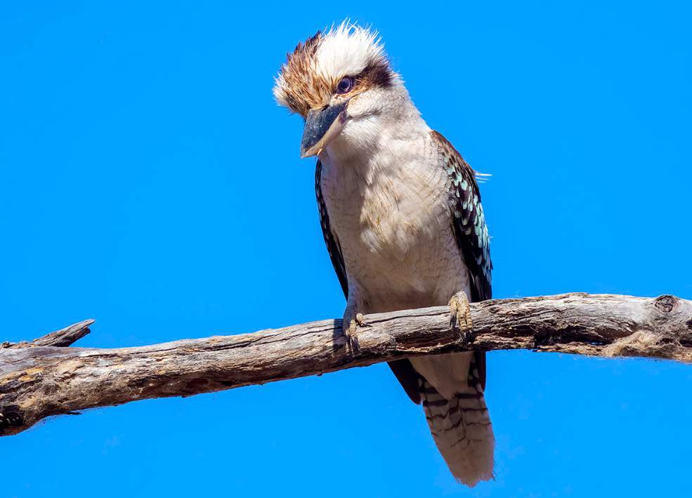 The Laughing Kookaburra lives in woodlands and open forests.