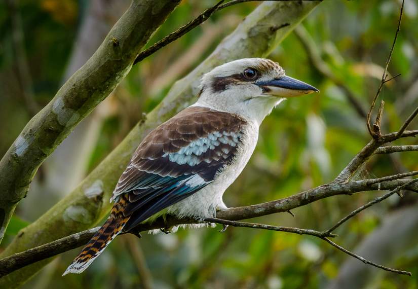 The Laughing Kookaburra (Dacelo novaeguineae) is the largest member of the Kingfisher subfamily Halcyoninae.